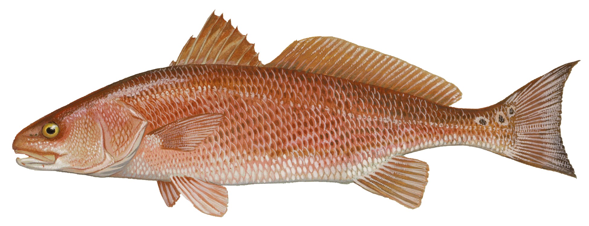 Red drum rendering. Image by Duane Raver / U.S. Fish and Wildlife Service.